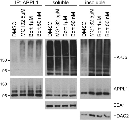 Fig. S5