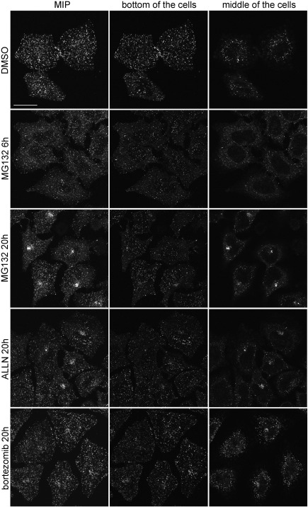 Fig. S1