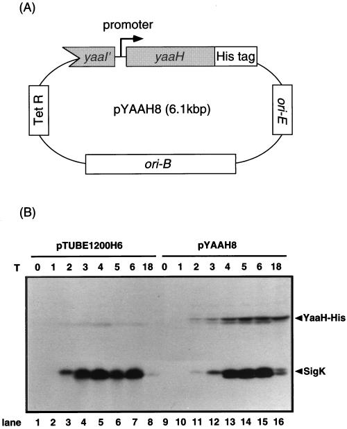 FIG. 5