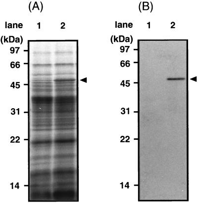 FIG. 6