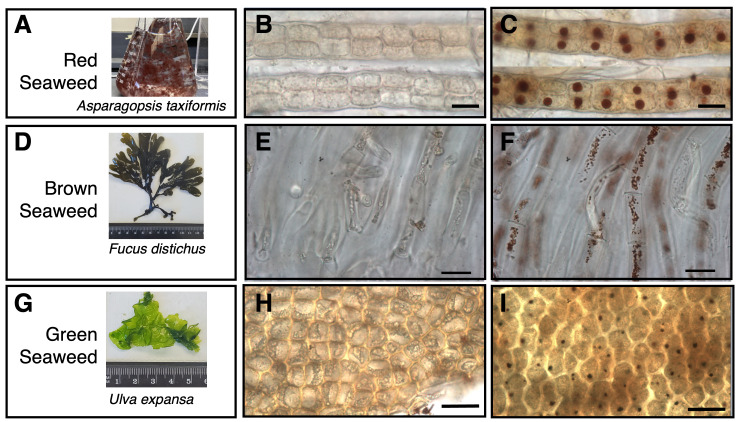 
Figure 1. Detection of H
2
O
2
-containing organelles in red, brown, and green seaweeds.
