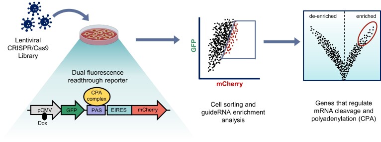 Graphical Abstract