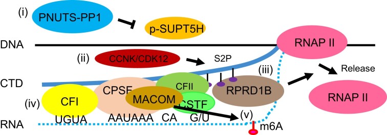 Figure 5.