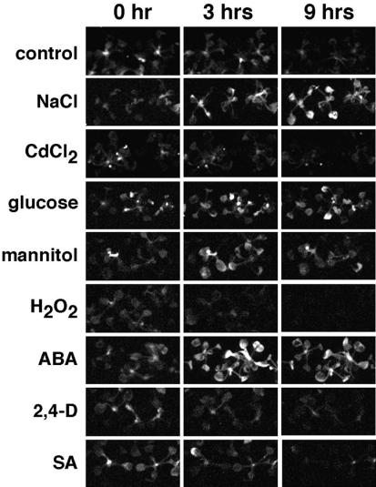 Figure 5.