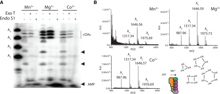 FIGURE 4.