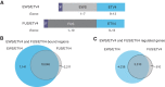 Figure 2. EWS/ETV4 and FUS/ETV4 DNA-binding and transcriptional-profile overlap reveals similar biological functions. A, Protein schematic of 3xFLAG-tagged (3F) EWS/ETV4 and FUS/ETV4 constructs. EWS is represented in light grey, FUS in dark grey, and ETV4 in light blue. Exons included in each fusion are noted. B, Venn diagram overlap analysis performed on CUT&Tag-detected genomic localization data for EWS/ETV4 and FUS/ETV4 expressed in A673 knockdown/rescue cells, as compared with control cells (Control: iEF + Empty Vector; EWS/ETV4: iEF + EWS/ETV4; FUS/ETV4: iEF + FUS/ETV4; N = 2 biological replicates). The number of peaks uniquely bound by each construct or those that are similarly bound are indicated in the figure. Significance of overlap: P < 2.2 × 10–16. C, Venn-diagram analysis of RNA-seq results depicting significantly regulated genes for EWS/ETV4 and FUS/ETV4-expressing A673 knockdown/rescue cells, as compared with iEF + Empty Vector control cells (N = 2 biological replicates). Number of regulated genes for each construct is indicated in the figure. Significance of overlap: P < 2.2 × 10–16.
