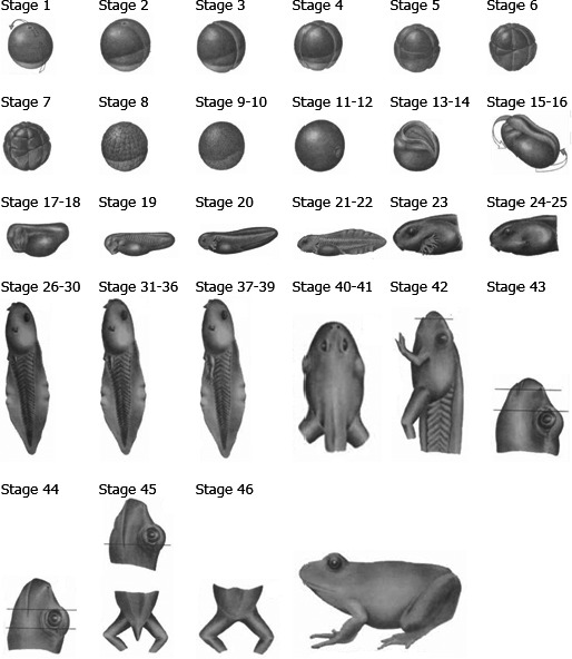 Figure 26