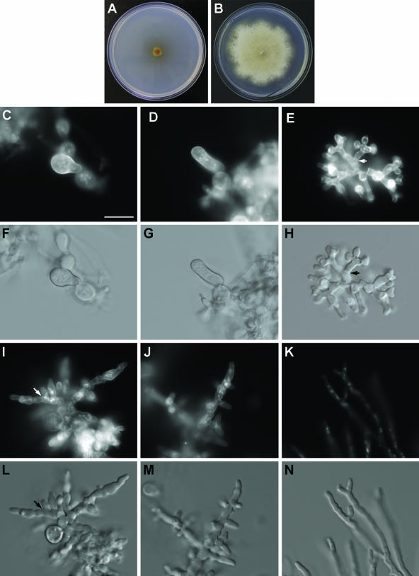 FIG. 6.