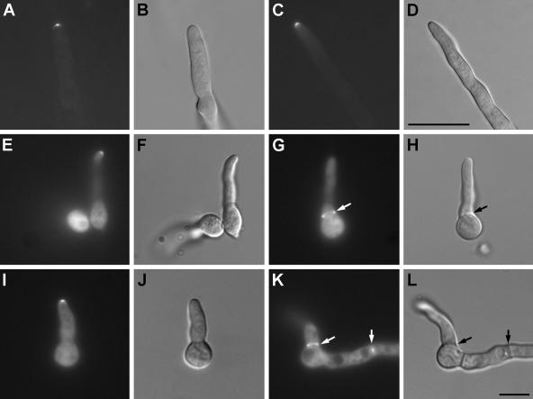 FIG. 5.