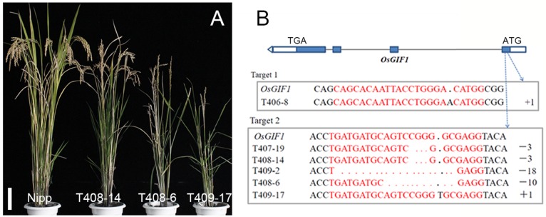 FIGURE 1