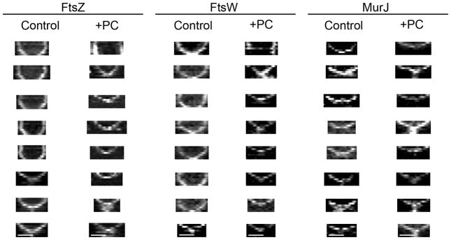 Extended Data Figure 8