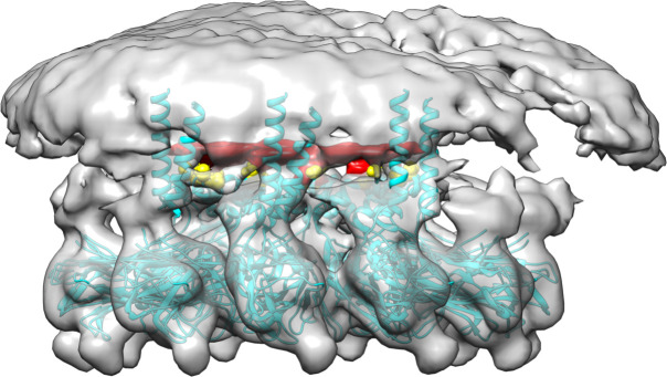 Figure 1—figure supplement 1.