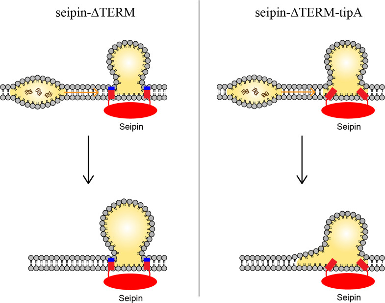 Figure 7.