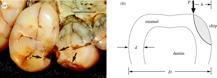 Figure 1.