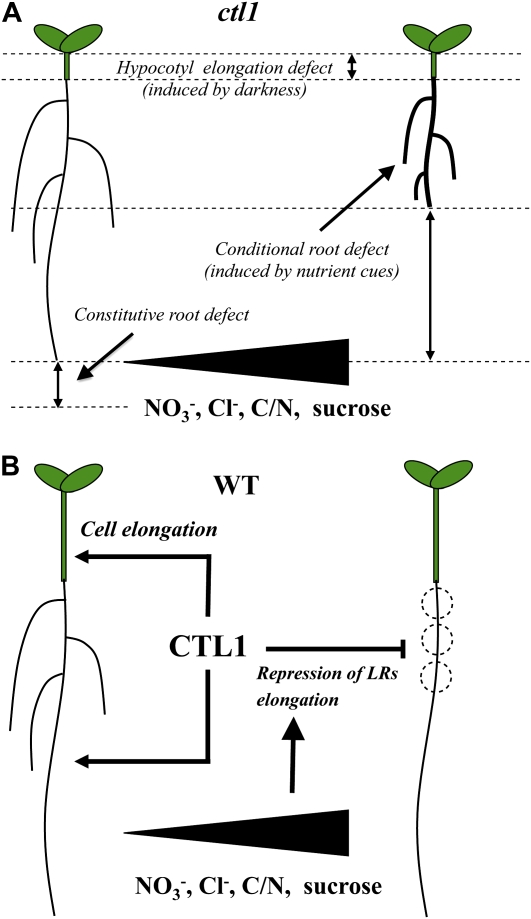 Figure 12.