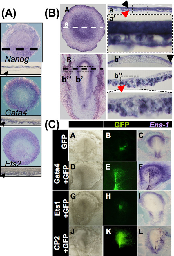 Figure 6