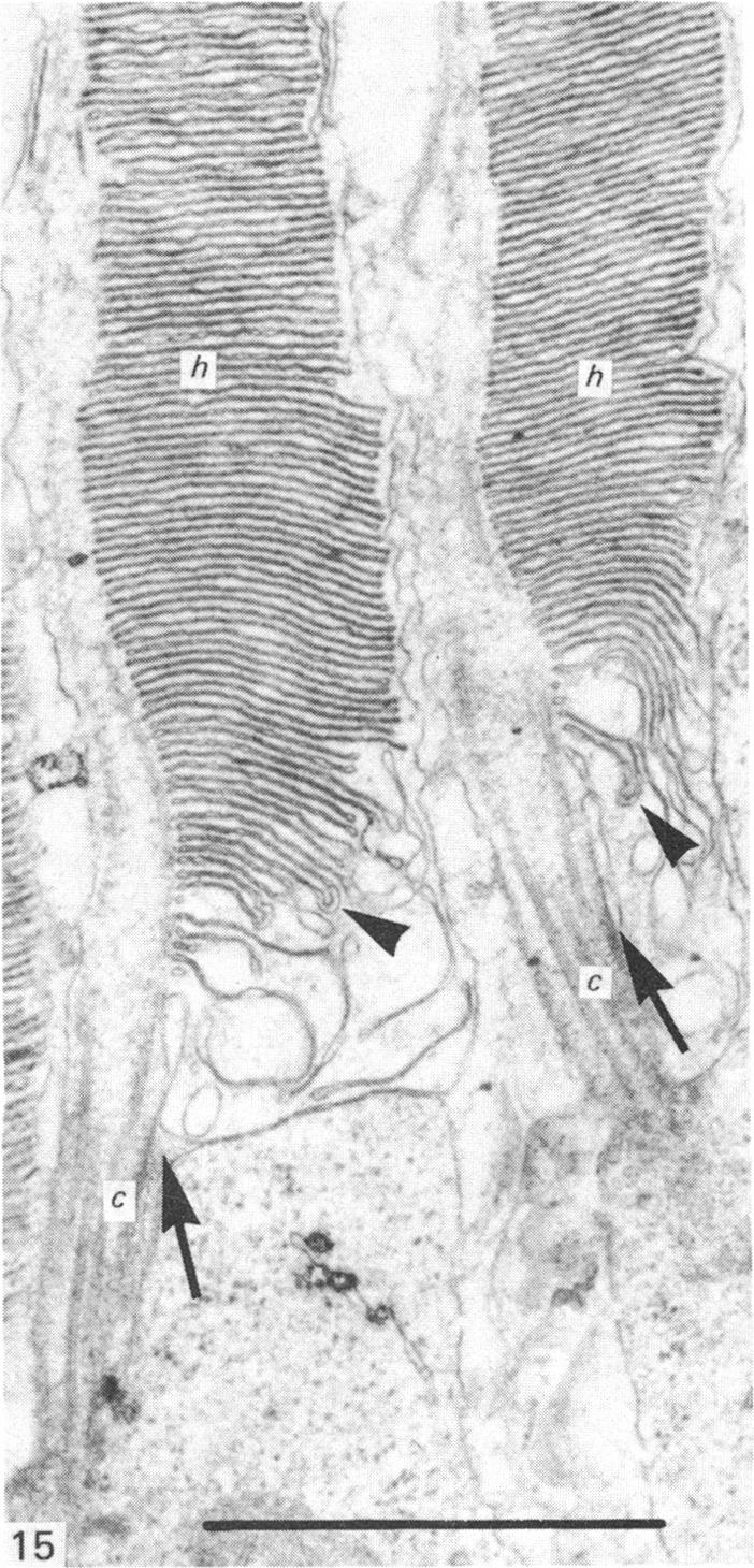 Fig. 15