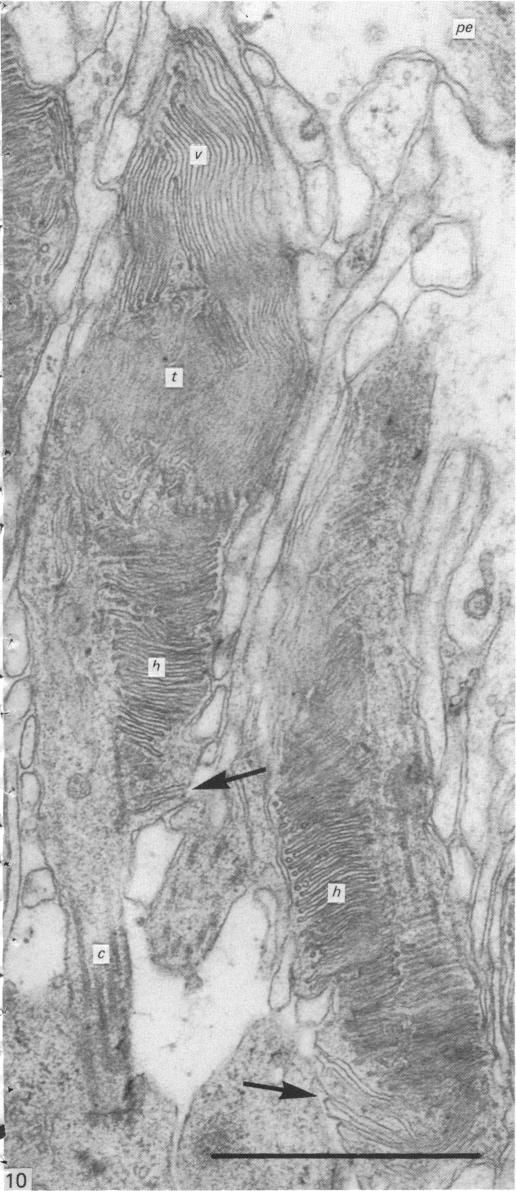 Fig. 10