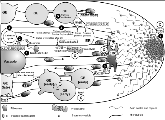 FIG. 2.