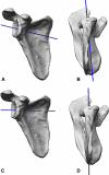 Fig. 5A–D