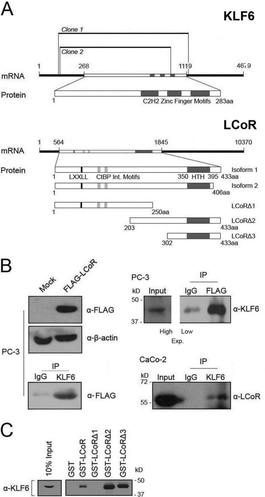 FIGURE 1.