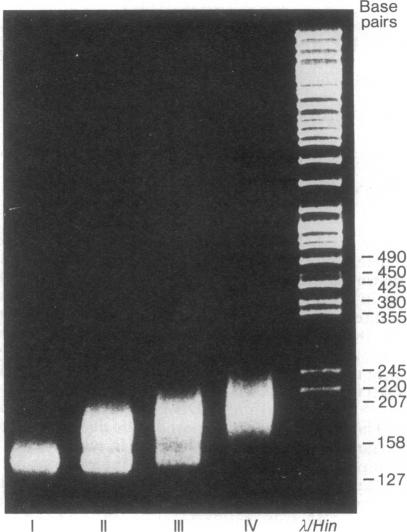 graphic file with name pnas00669-0134-a.jpg