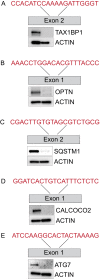 Figure 6—figure supplement 1.