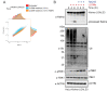 Figure 5—figure supplement 1.