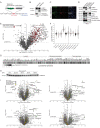 Figure 1—figure supplement 1.