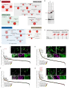 Figure 4—figure supplement 1.