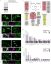 Figure 2—figure supplement 1.