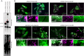 Figure 3—figure supplement 1.