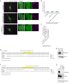 Figure 7—figure supplement 1.