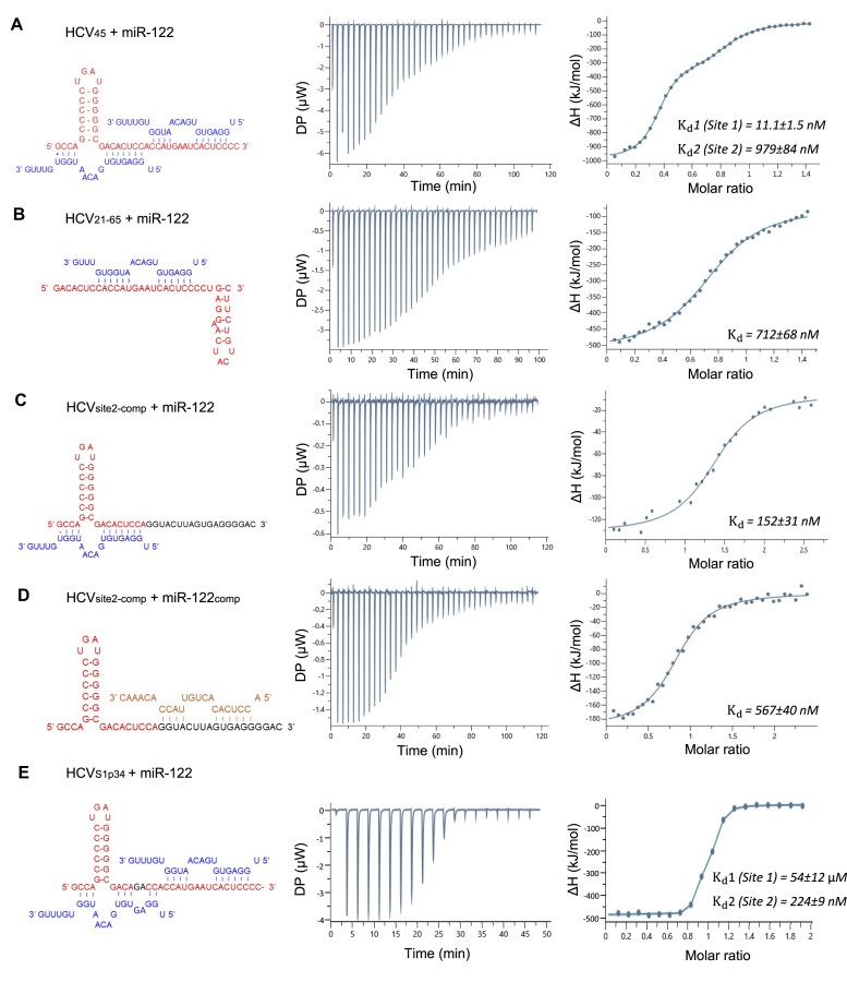 Binding Of Microrna-122 To The Hepatitis C Virus 5′ Untranslated Region 