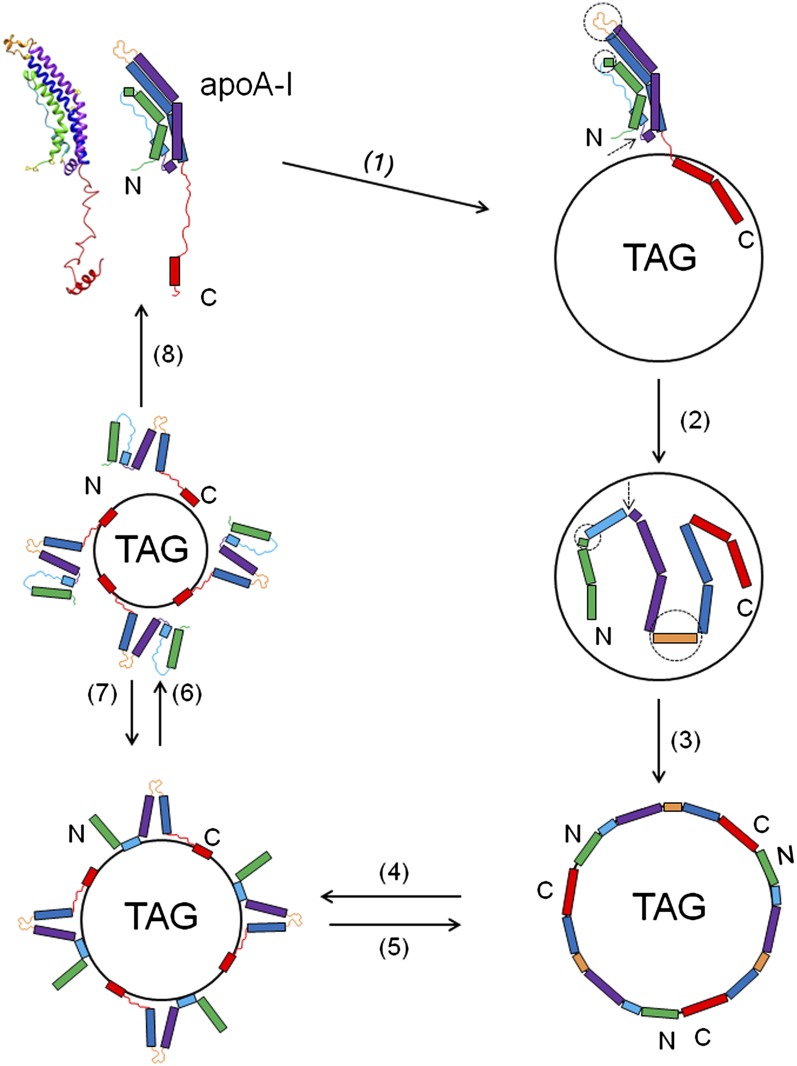 Fig. 7.