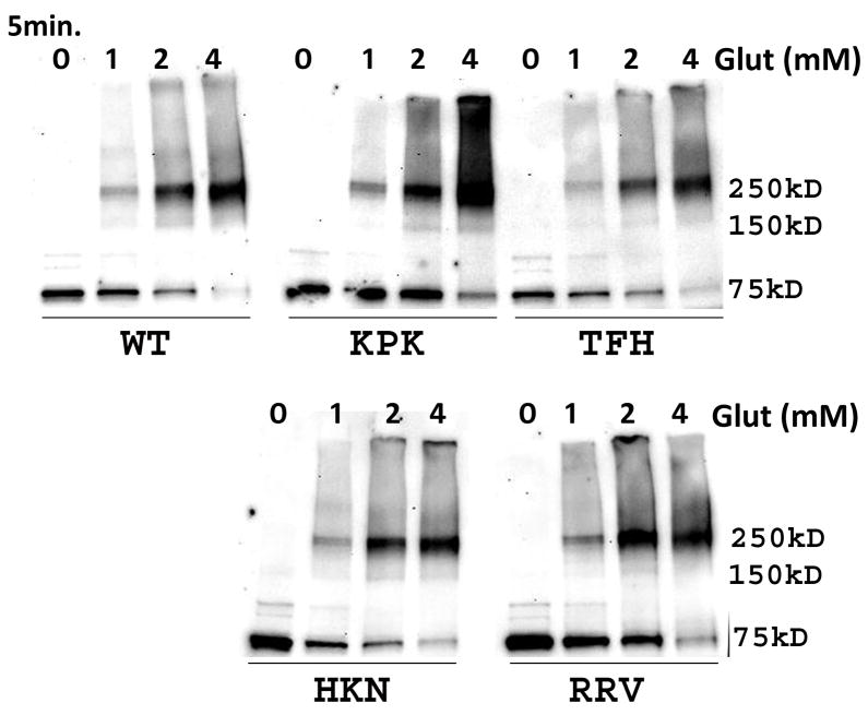 Fig 4