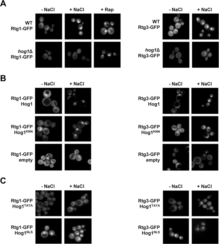 FIGURE 4: