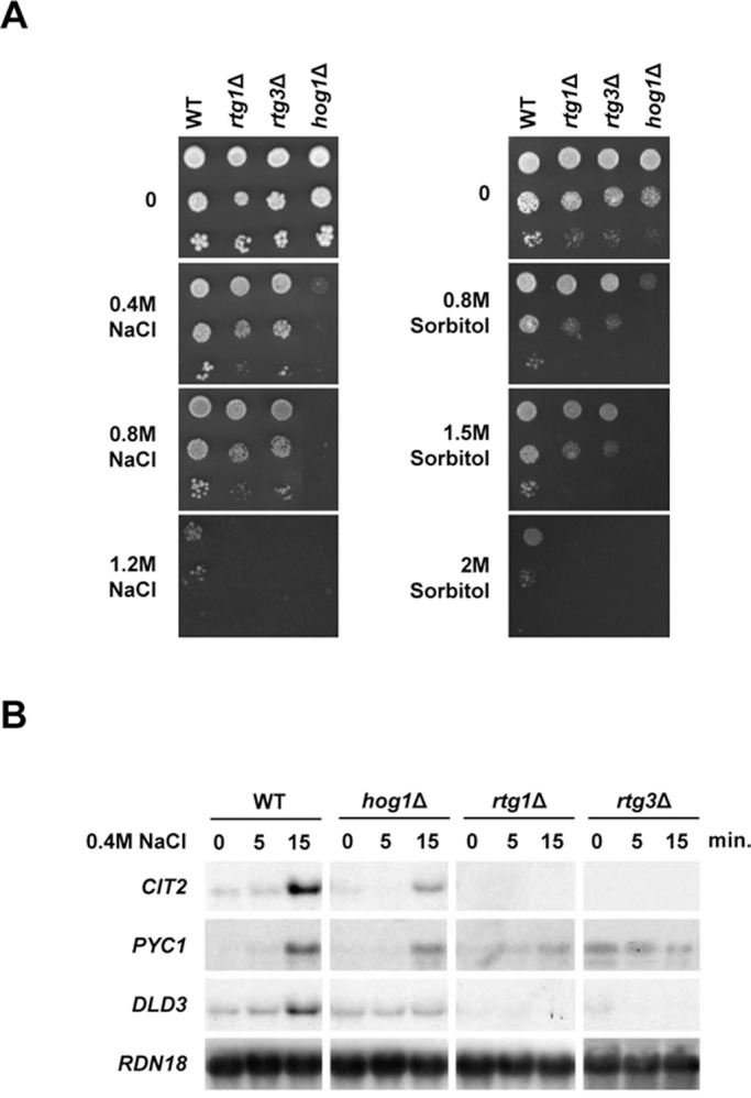 FIGURE 1: