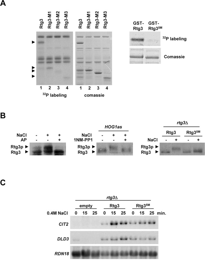 FIGURE 6: