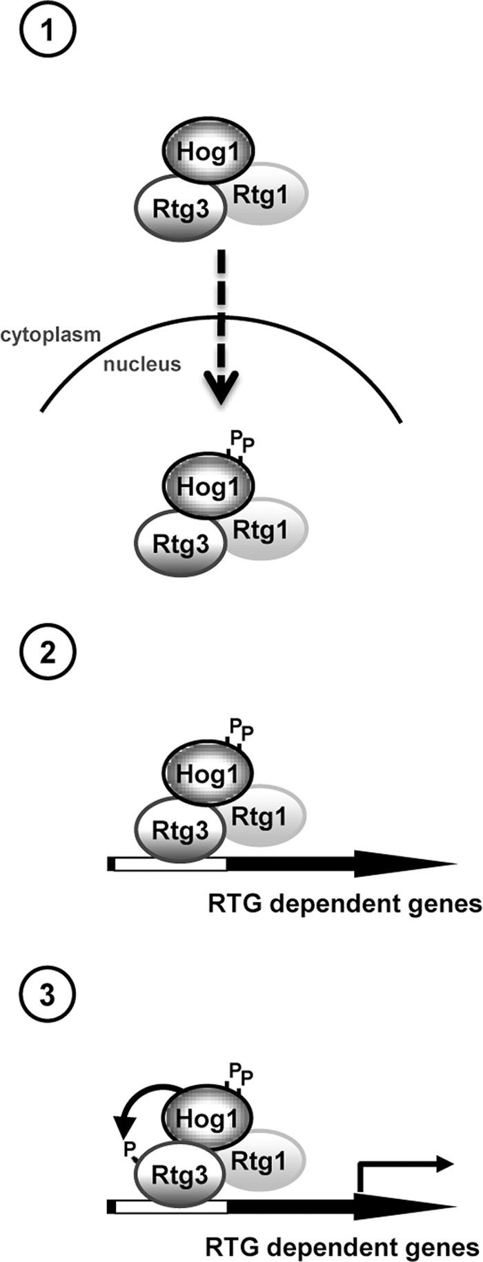 FIGURE 7: