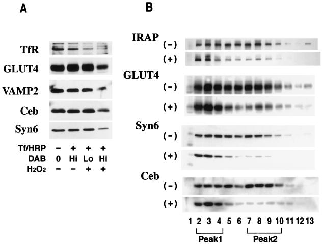 FIG. 5