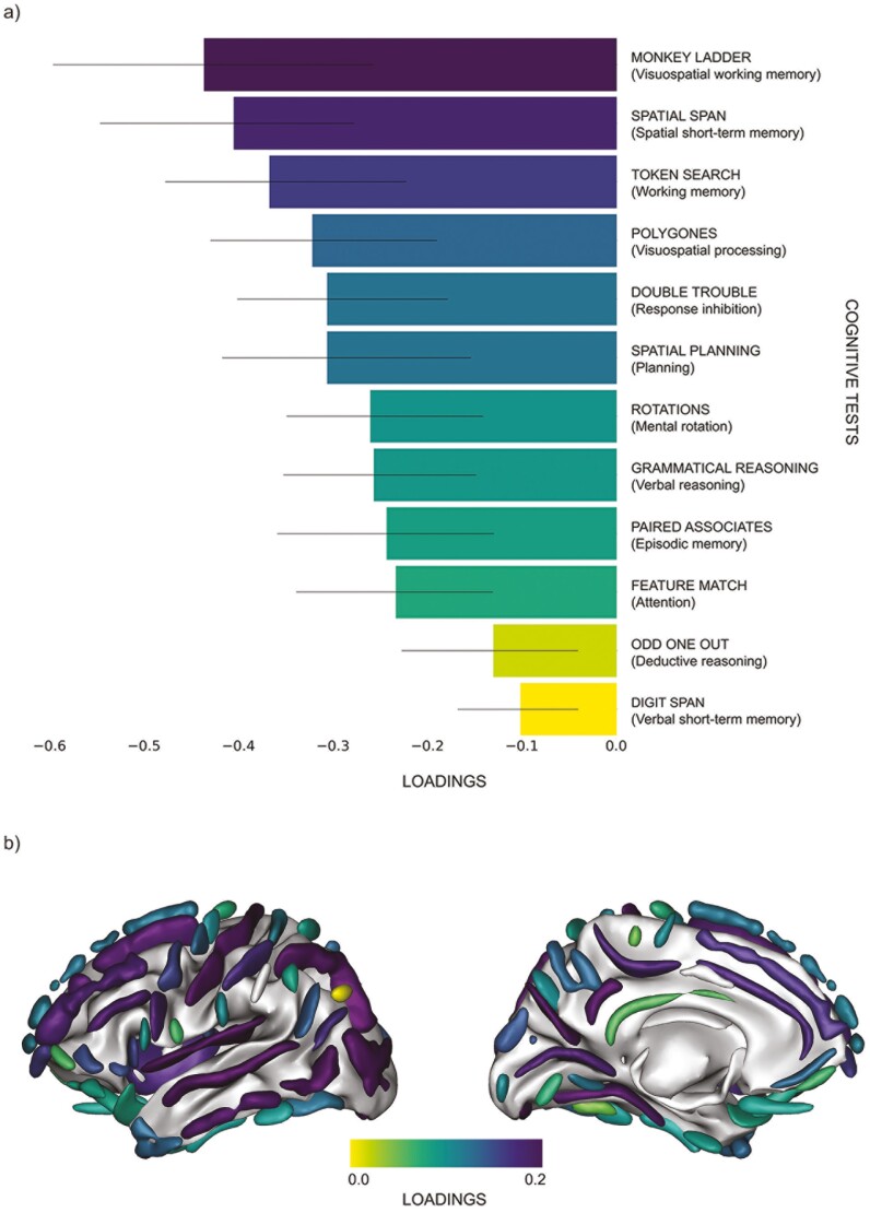 Visual representations of loadings from partial least squares analysis.