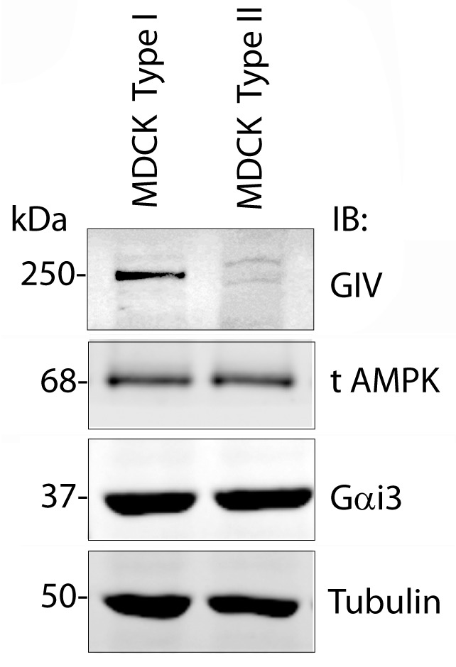 Figure 4—figure supplement 1.