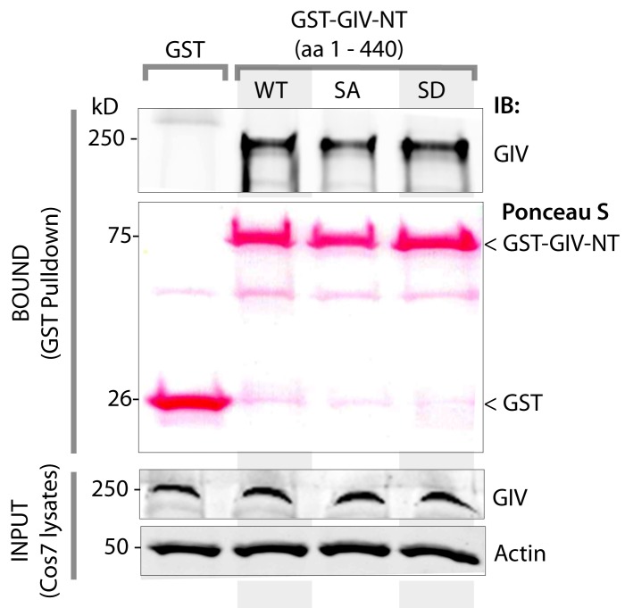 Figure 6—figure supplement 1.