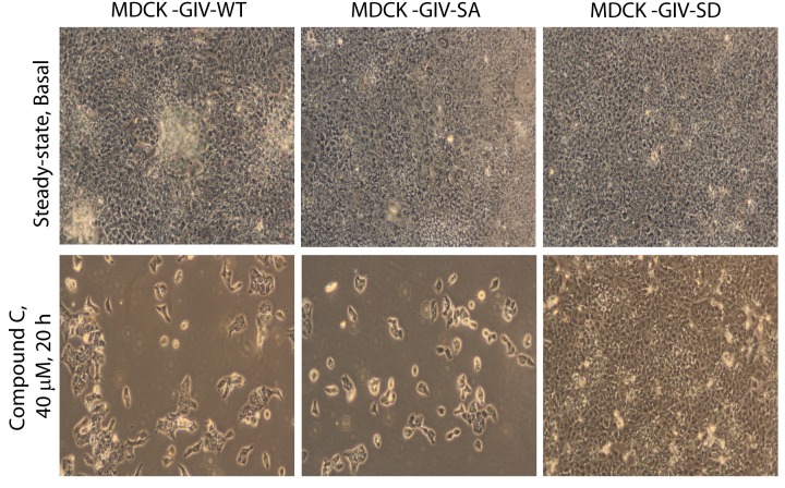 Figure 5—figure supplement 1.