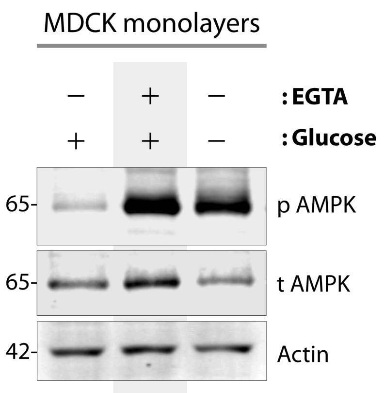 Figure 2—figure supplement 2.