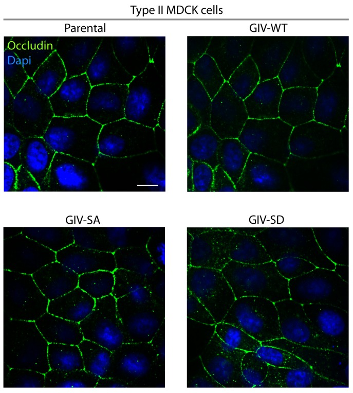 Figure 4—figure supplement 3.