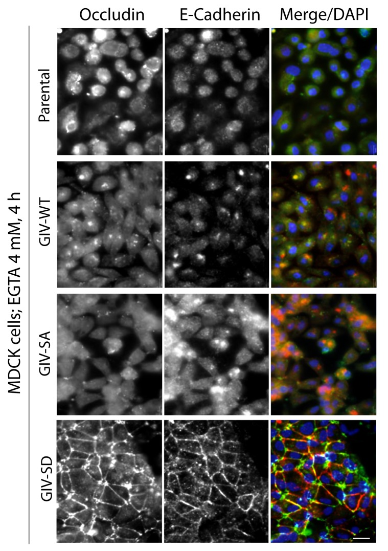 Figure 4—figure supplement 4.