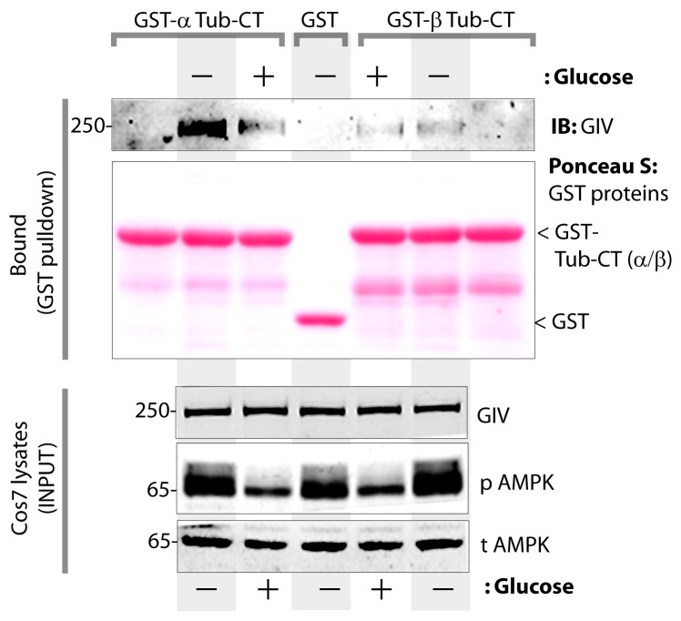 Figure 7—figure supplement 1.