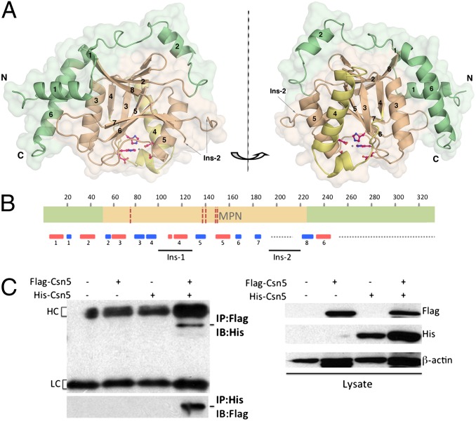 Fig. 1.